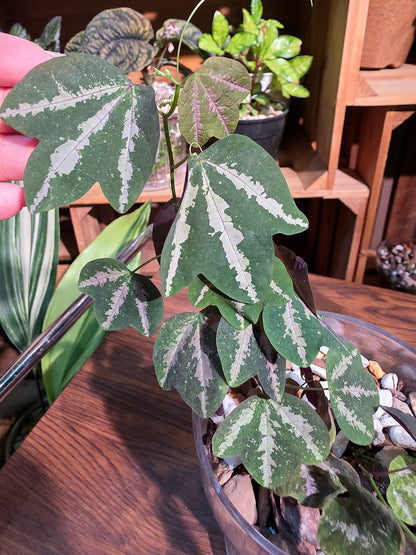 Passiflora trifascata 鵝掌西番蓮