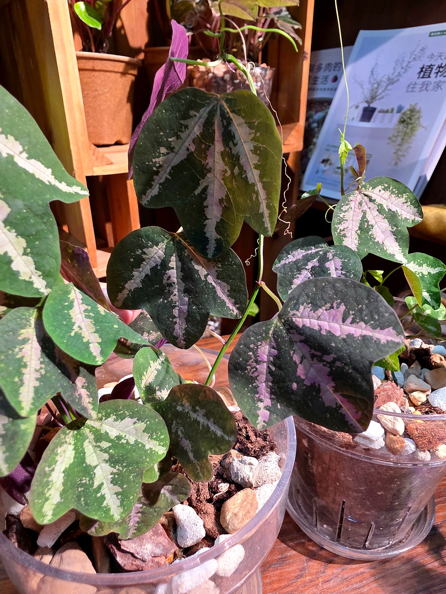 Passiflora trifascata 鵝掌西番蓮