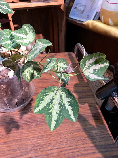 Passiflora trifascata 鵝掌西番蓮