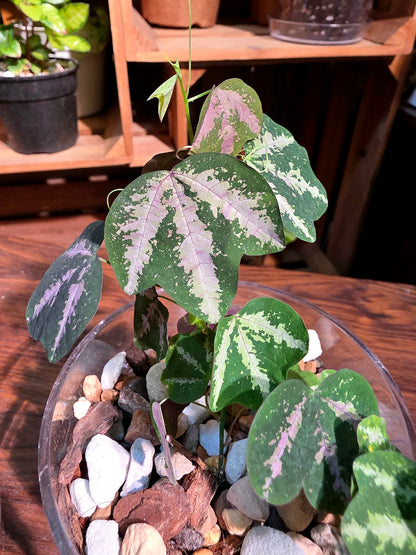 Passiflora trifascata 鵝掌西番蓮