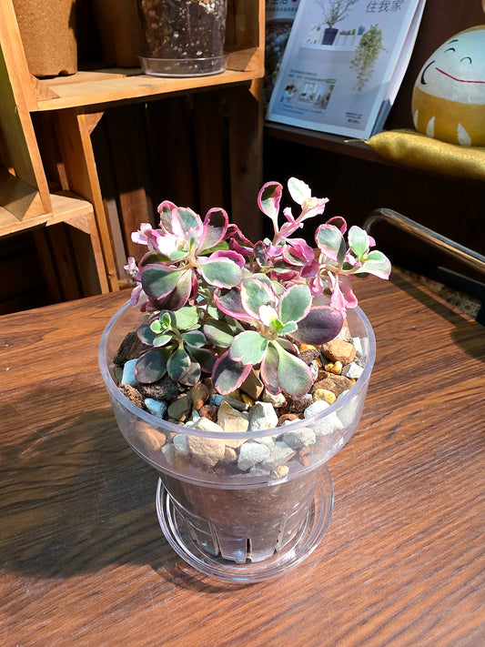 Sedum dream dazzler 景天炫夢