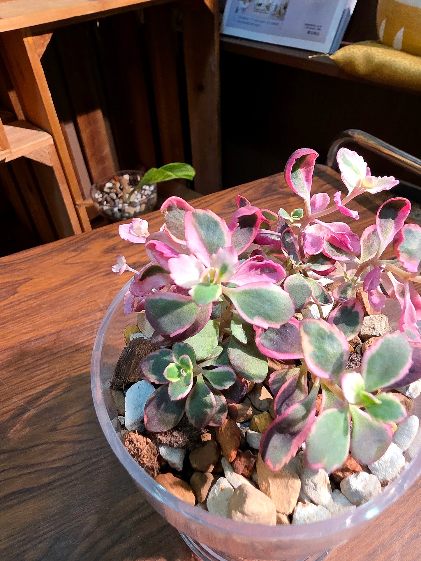 Sedum dream dazzler 景天炫夢