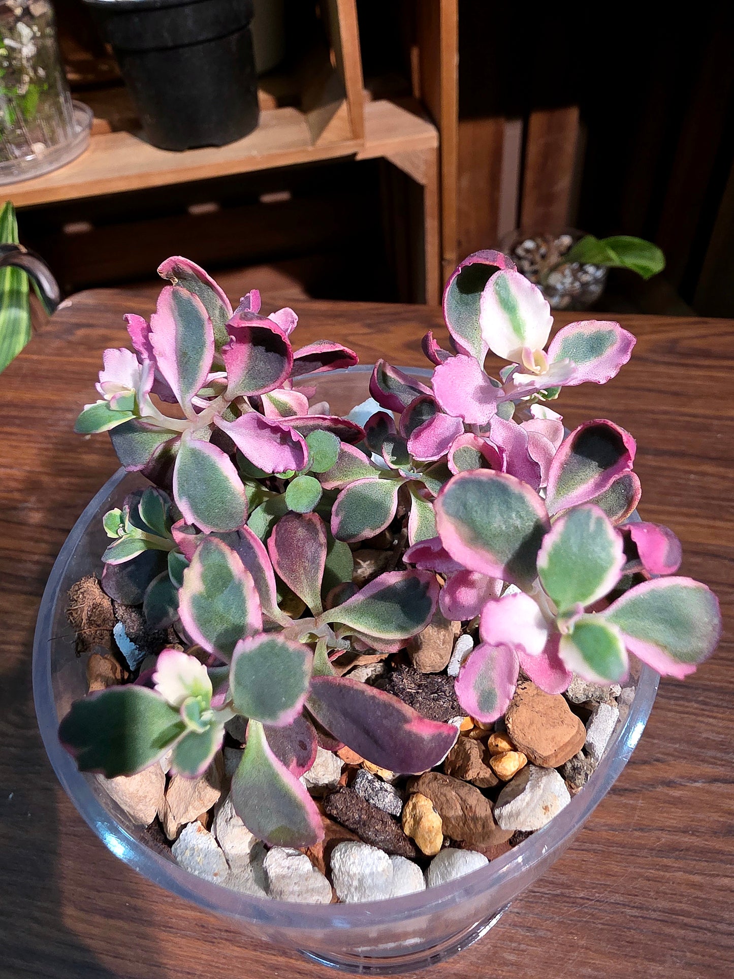 Sedum dream dazzler 景天炫夢
