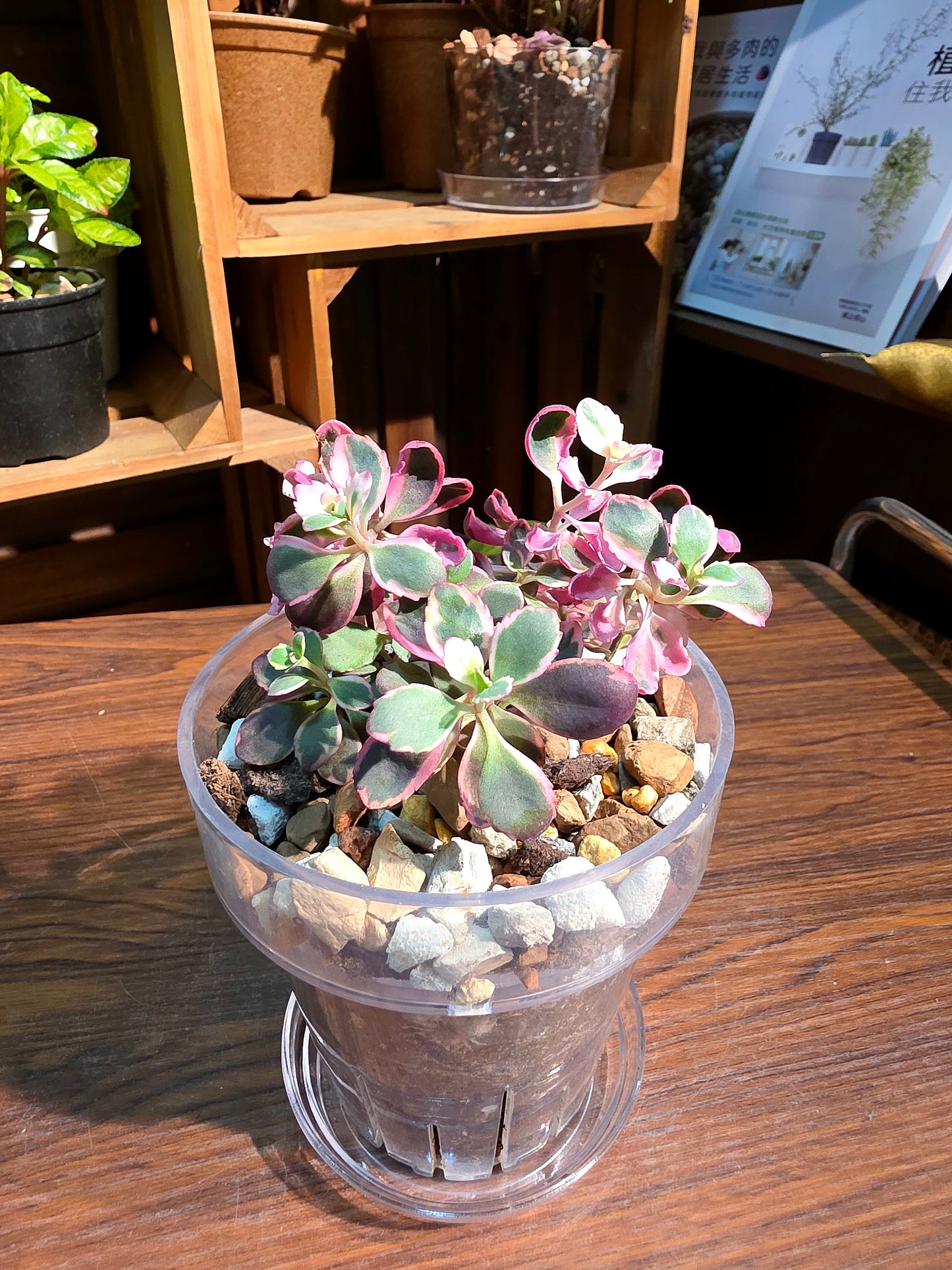 Sedum dream dazzler 景天炫夢