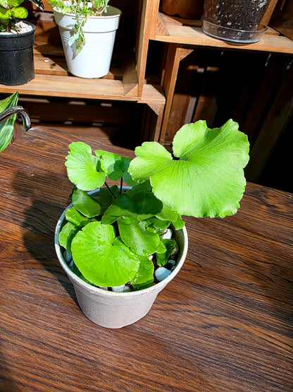 Adiantum reniforme 荷葉蕨