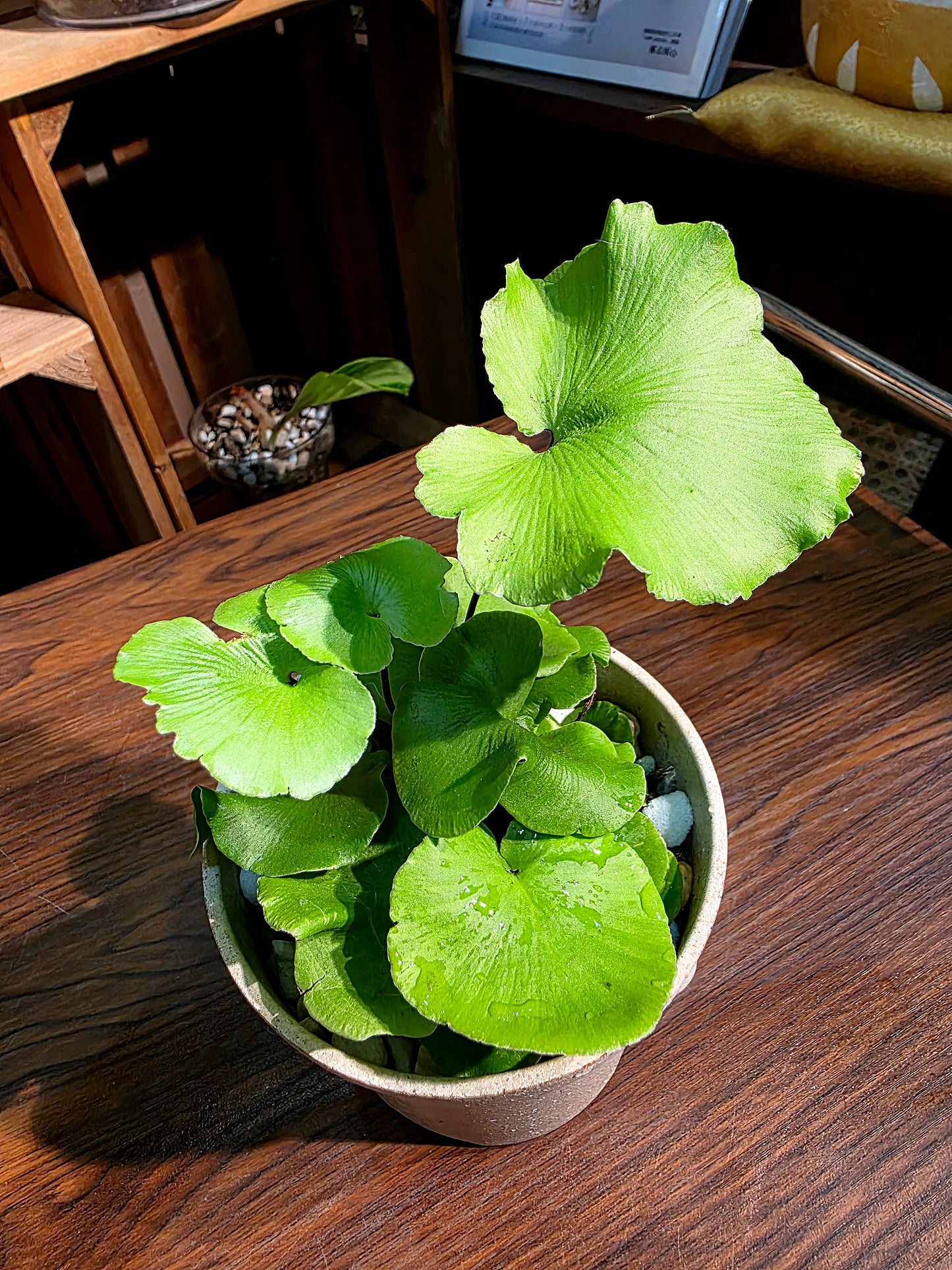 Adiantum reniforme 荷葉蕨