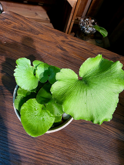 Adiantum reniforme 荷葉蕨