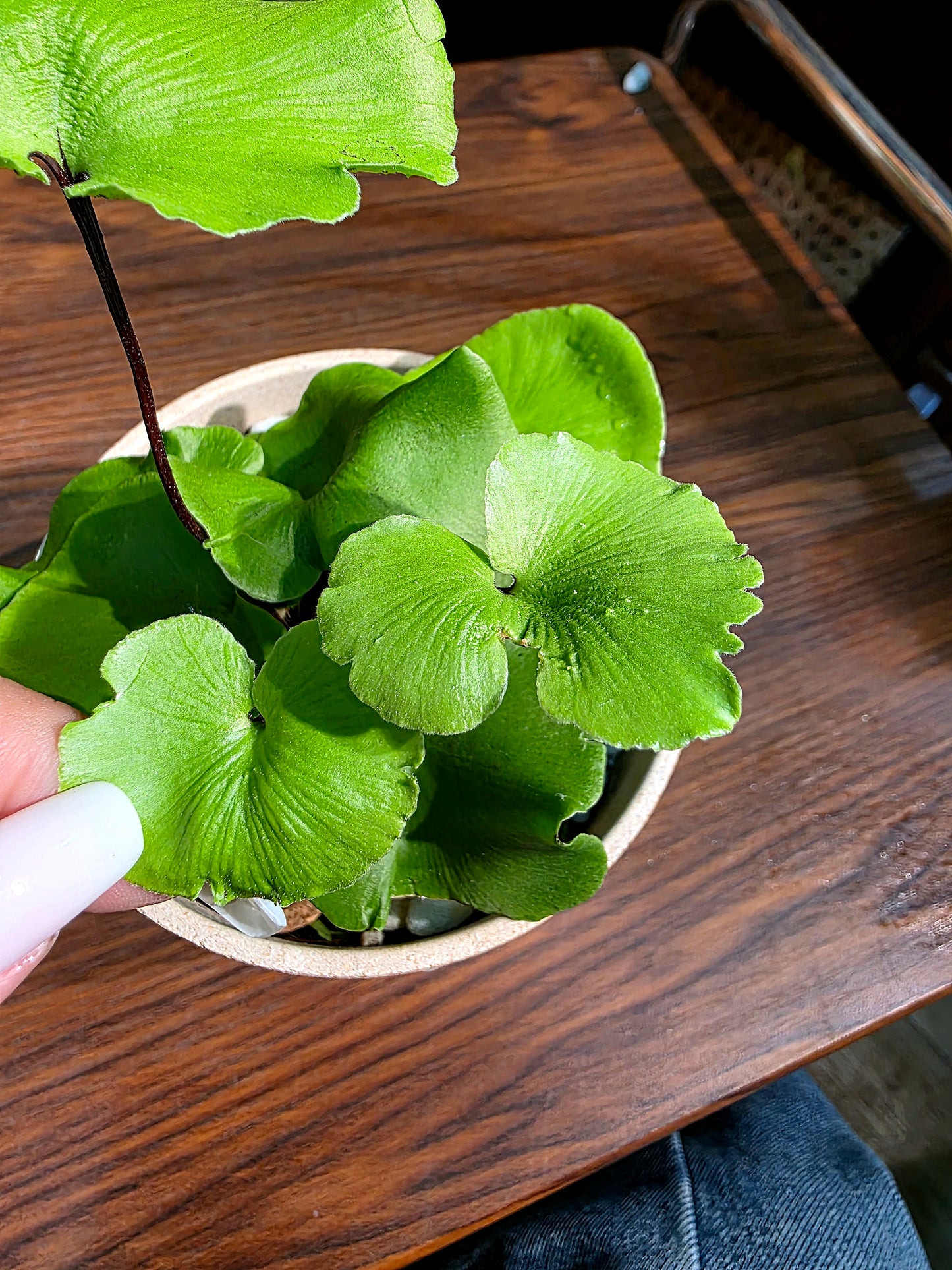 Adiantum reniforme 荷葉蕨