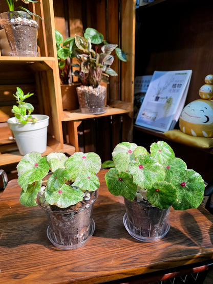 Begonia rouge variegated 胭脂錦秋海棠