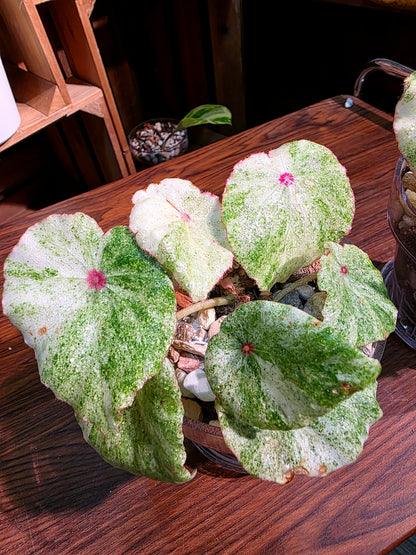 Begonia rouge variegated 胭脂錦秋海棠