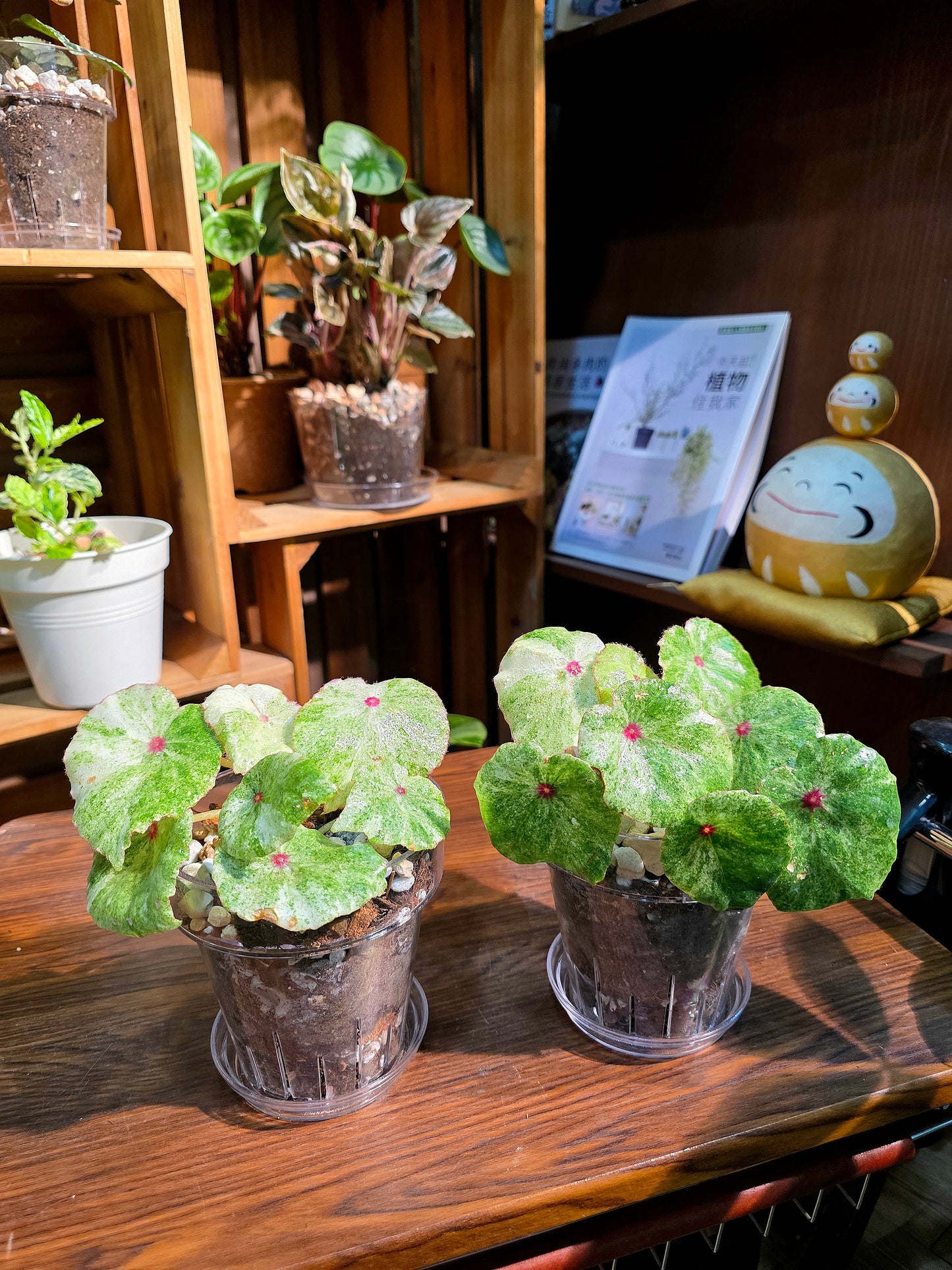 Begonia rouge variegated 胭脂錦秋海棠