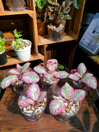 Episcia cupreata Cleopatra 埃及艷后喜蔭花