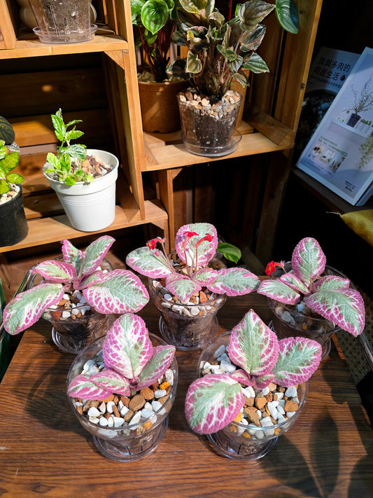 Episcia cupreata Cleopatra 埃及艷后喜蔭花