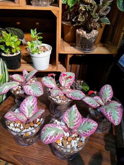 Episcia cupreata Cleopatra 埃及艷后喜蔭花