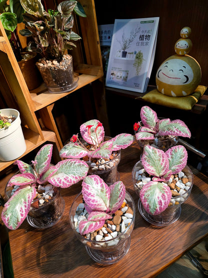 Episcia cupreata Cleopatra 埃及艷后喜蔭花