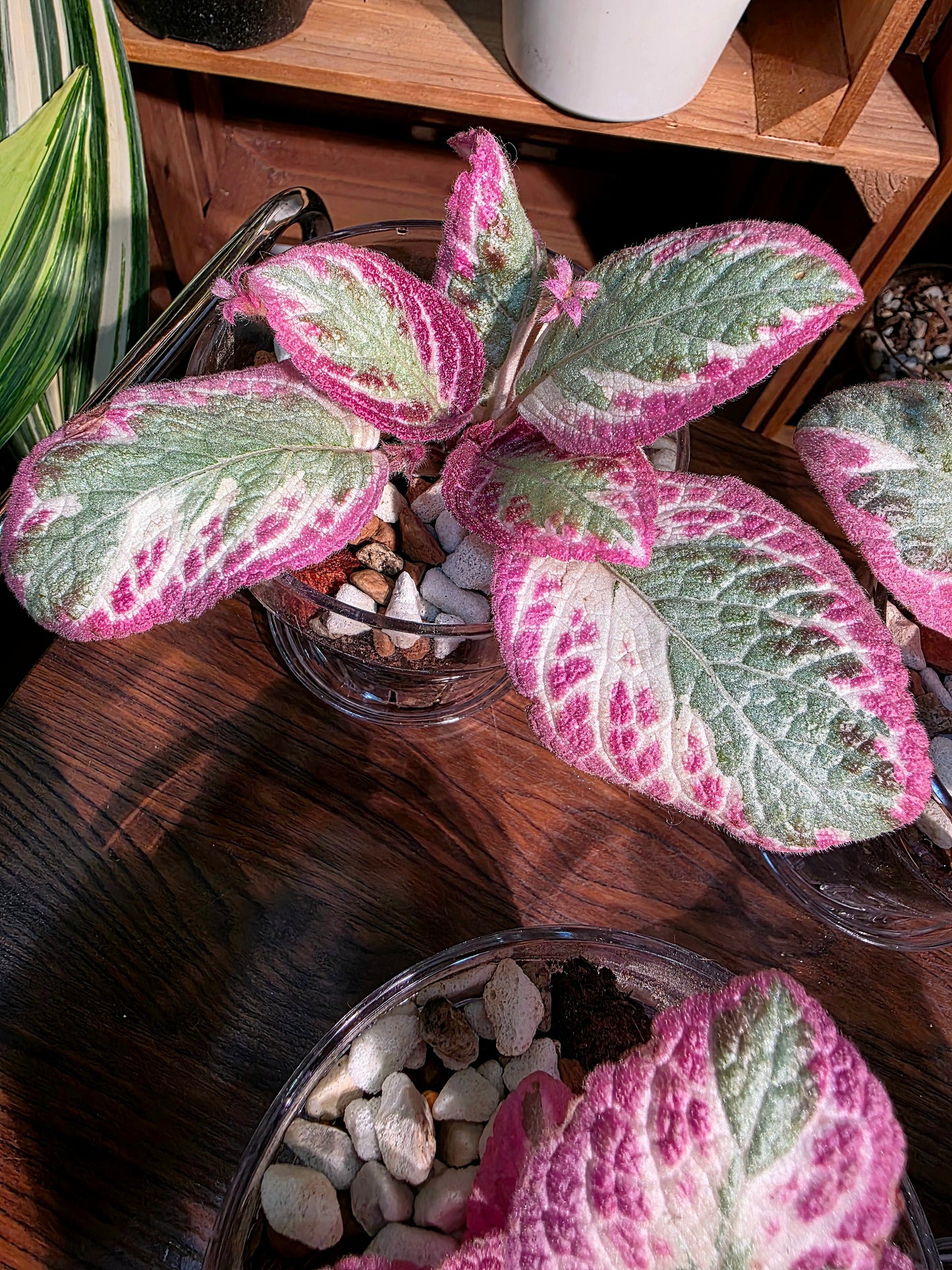 Episcia cupreata Cleopatra 埃及艷后喜蔭花