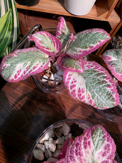 Episcia cupreata Cleopatra 埃及艷后喜蔭花