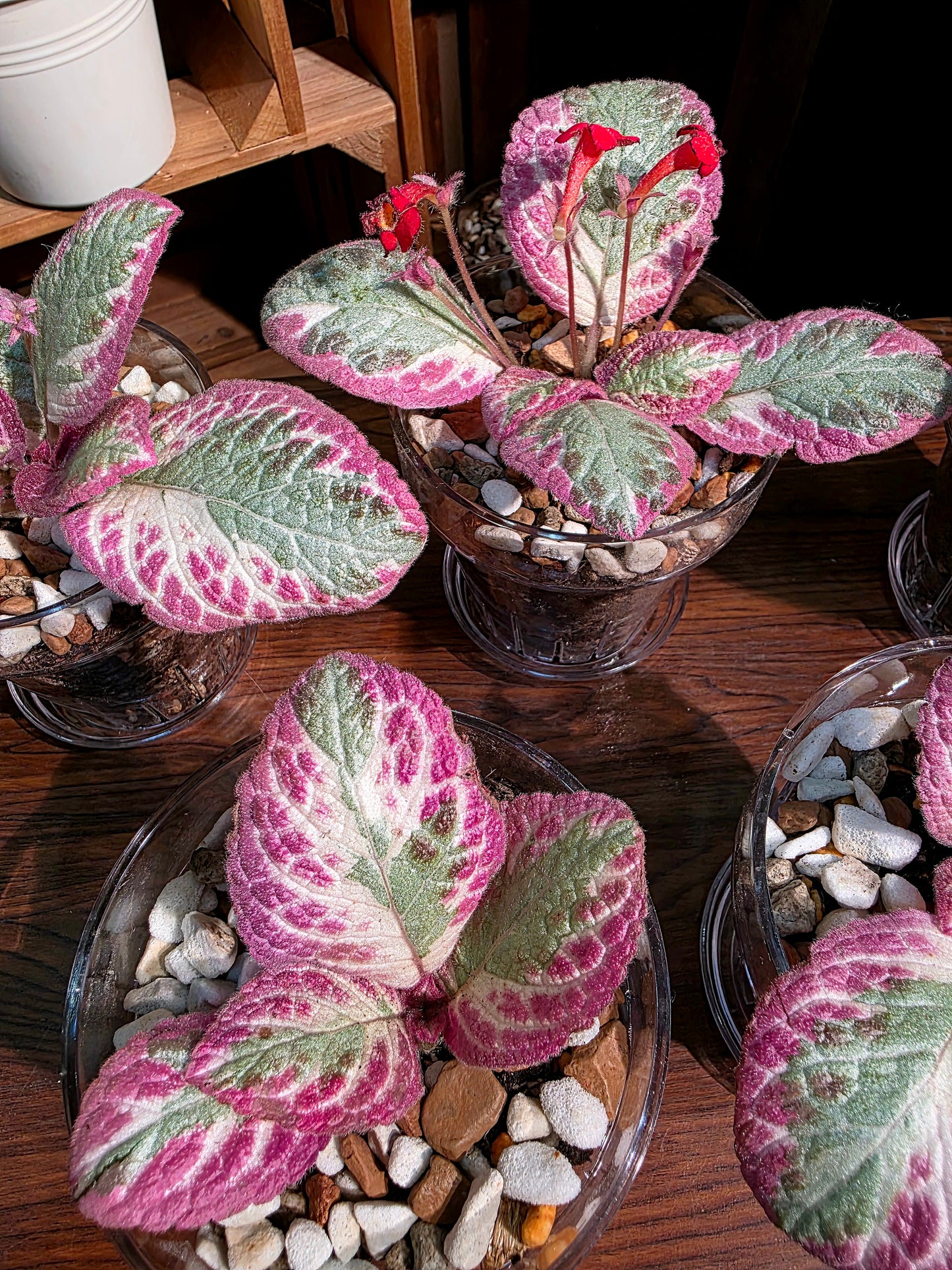 Episcia cupreata Cleopatra 埃及艷后喜蔭花
