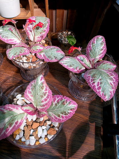 Episcia cupreata Cleopatra 埃及艷后喜蔭花