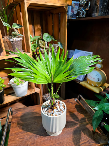 Livistona chinensis 蒲葵