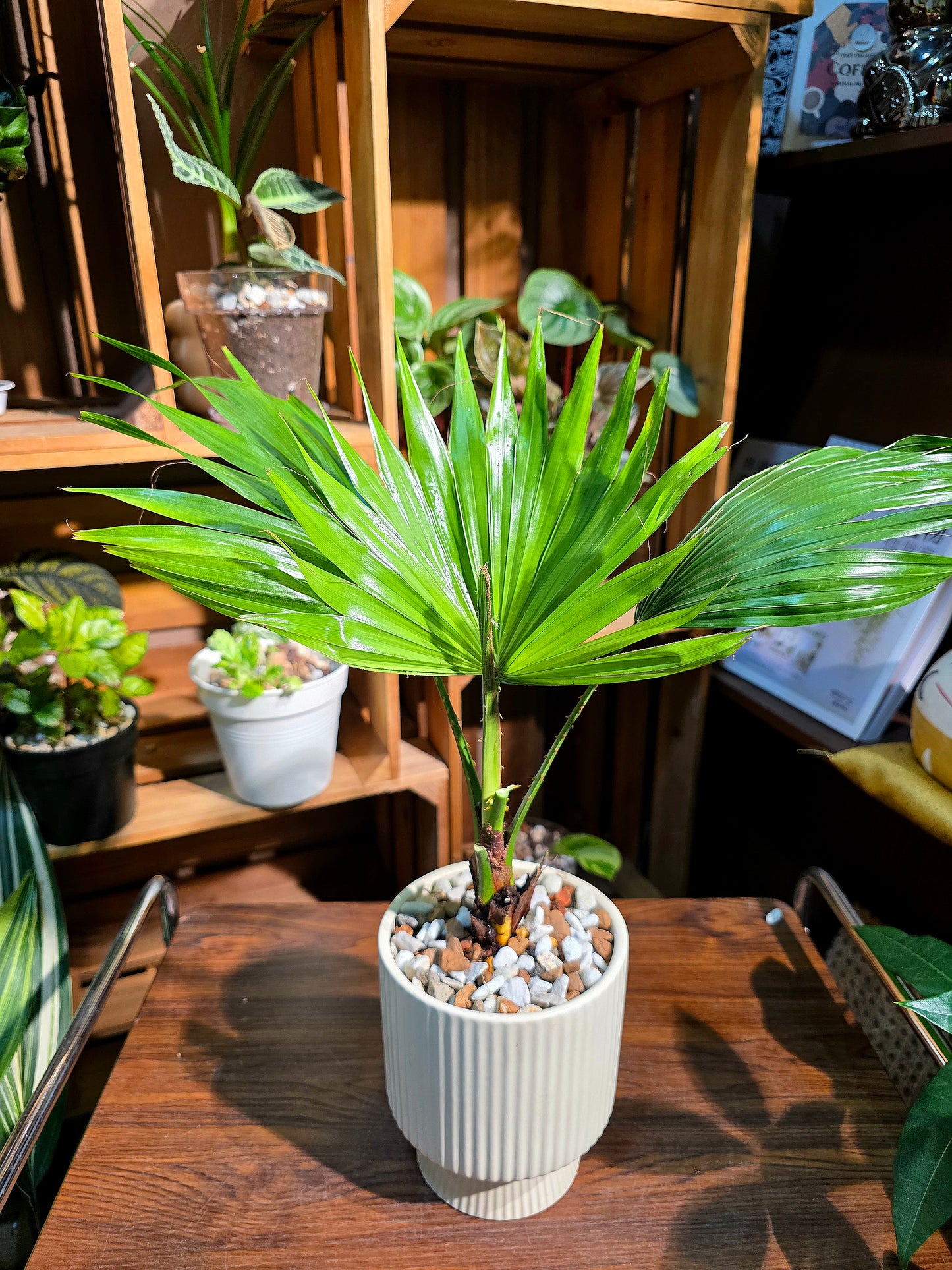 Livistona chinensis 蒲葵