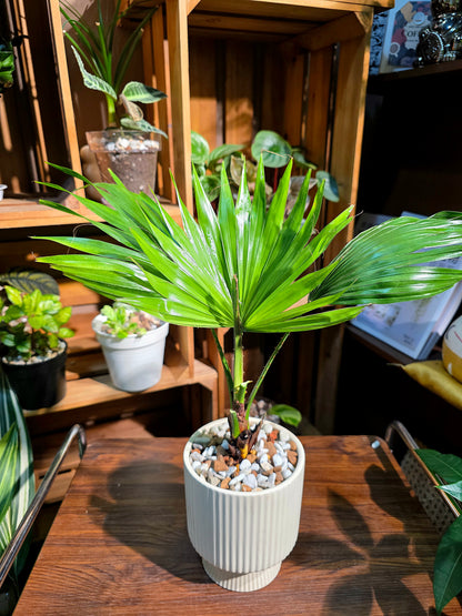 Livistona chinensis 蒲葵