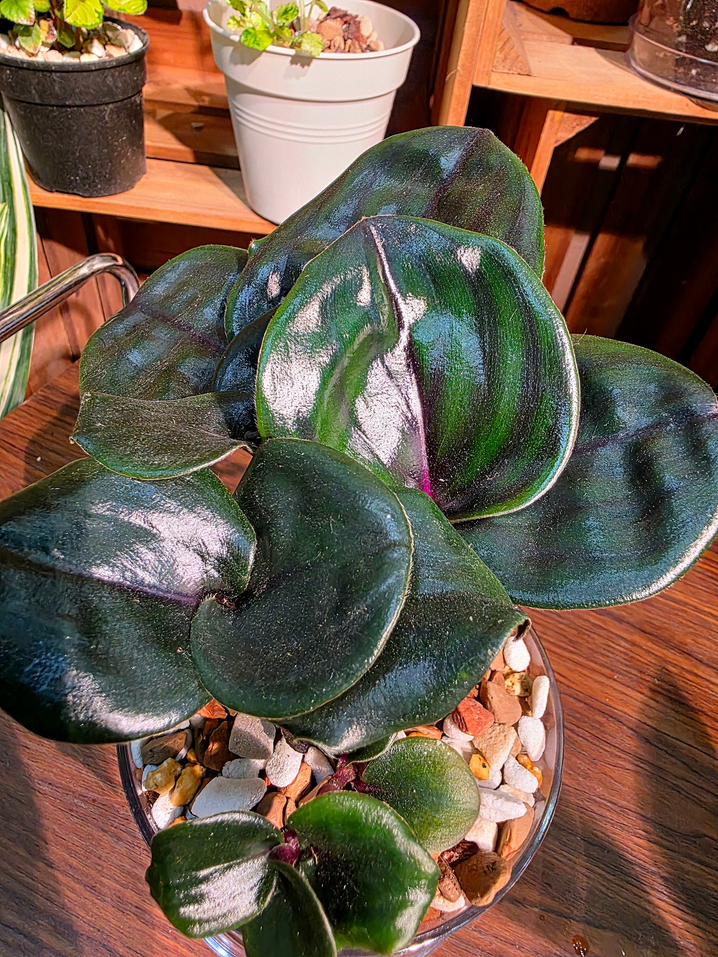 Geogenanthus ciliatus 黑葉銀波草