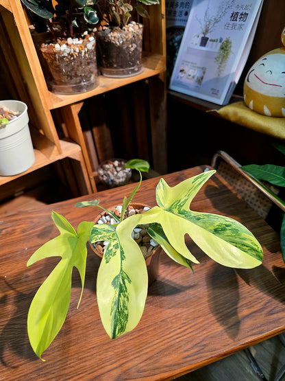 Philodendron florida beauty 斑葉龍爪蔓綠絨