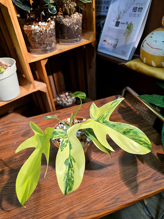 Philodendron florida beauty 斑葉龍爪蔓綠絨