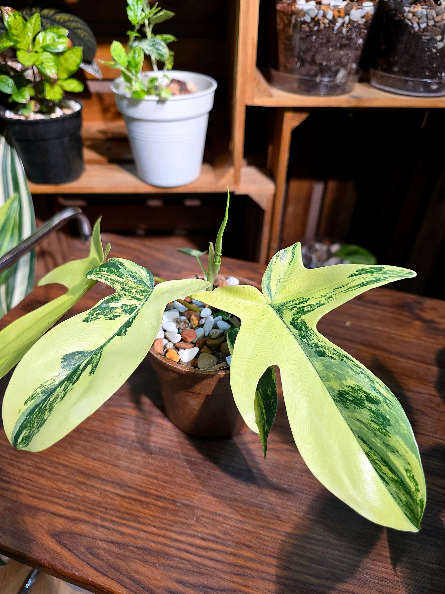 Philodendron florida beauty 斑葉龍爪蔓綠絨
