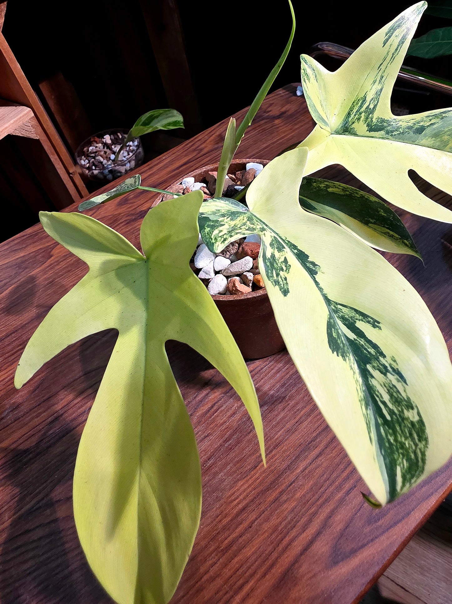 Philodendron florida beauty 斑葉龍爪蔓綠絨