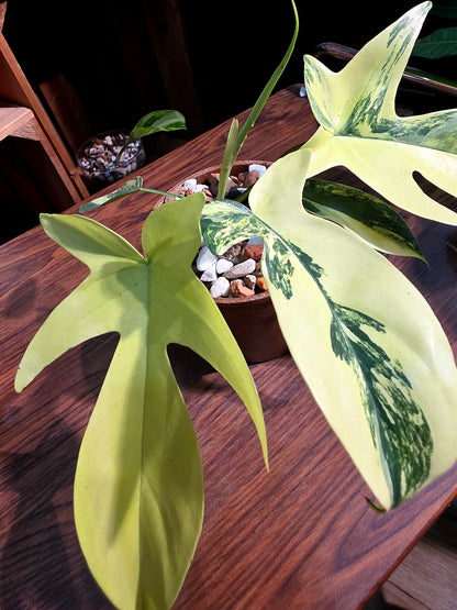 Philodendron florida beauty 斑葉龍爪蔓綠絨