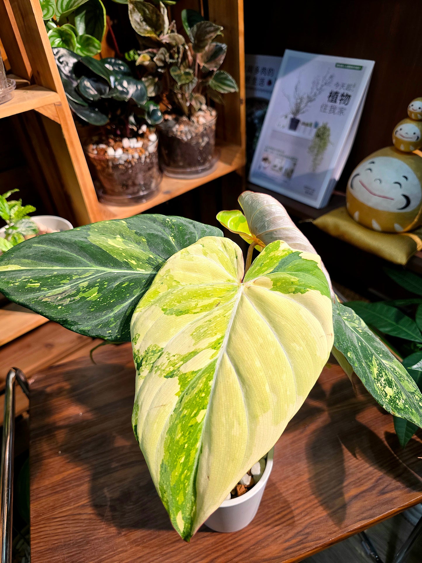 Philodendron gloriosum variegated 斑葉錦緞蔓綠絨