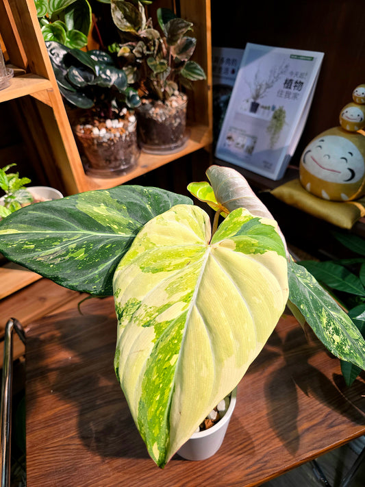 Philodendron gloriosum variegated 斑葉錦緞蔓綠絨