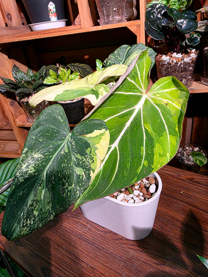 Philodendron gloriosum variegated 斑葉錦緞蔓綠絨