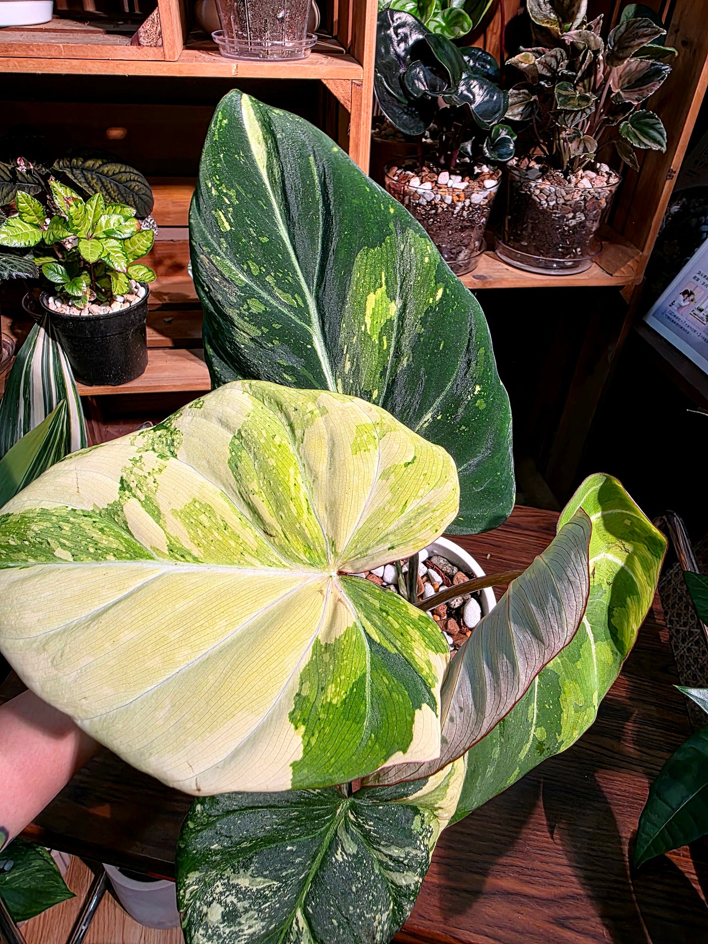 Philodendron gloriosum variegated 斑葉錦緞蔓綠絨