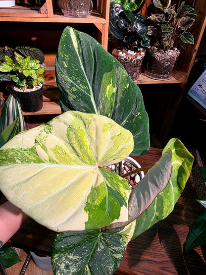Philodendron gloriosum variegated 斑葉錦緞蔓綠絨