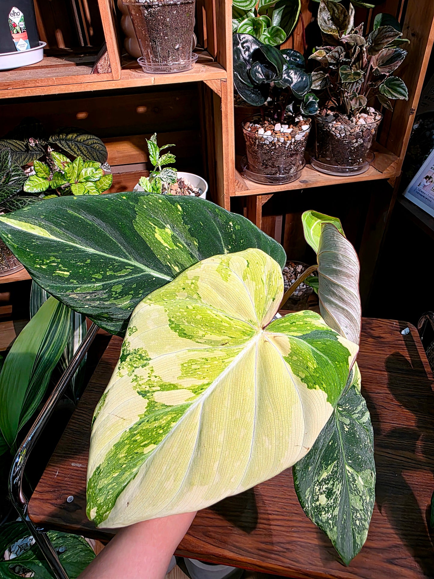 Philodendron gloriosum variegated 斑葉錦緞蔓綠絨