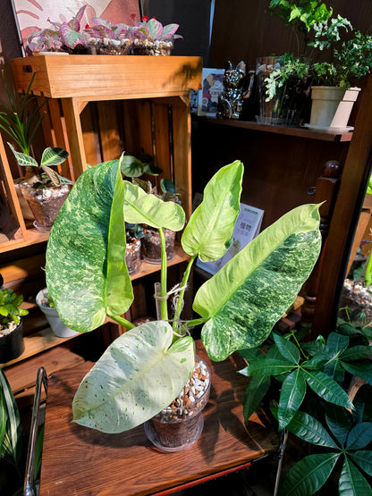 Philodendron jose buono variegated 布諾蔓綠絨