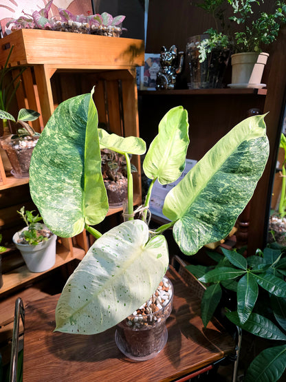 Philodendron jose buono variegated 布諾蔓綠絨