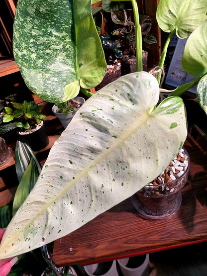 Philodendron jose buono variegated 布諾蔓綠絨