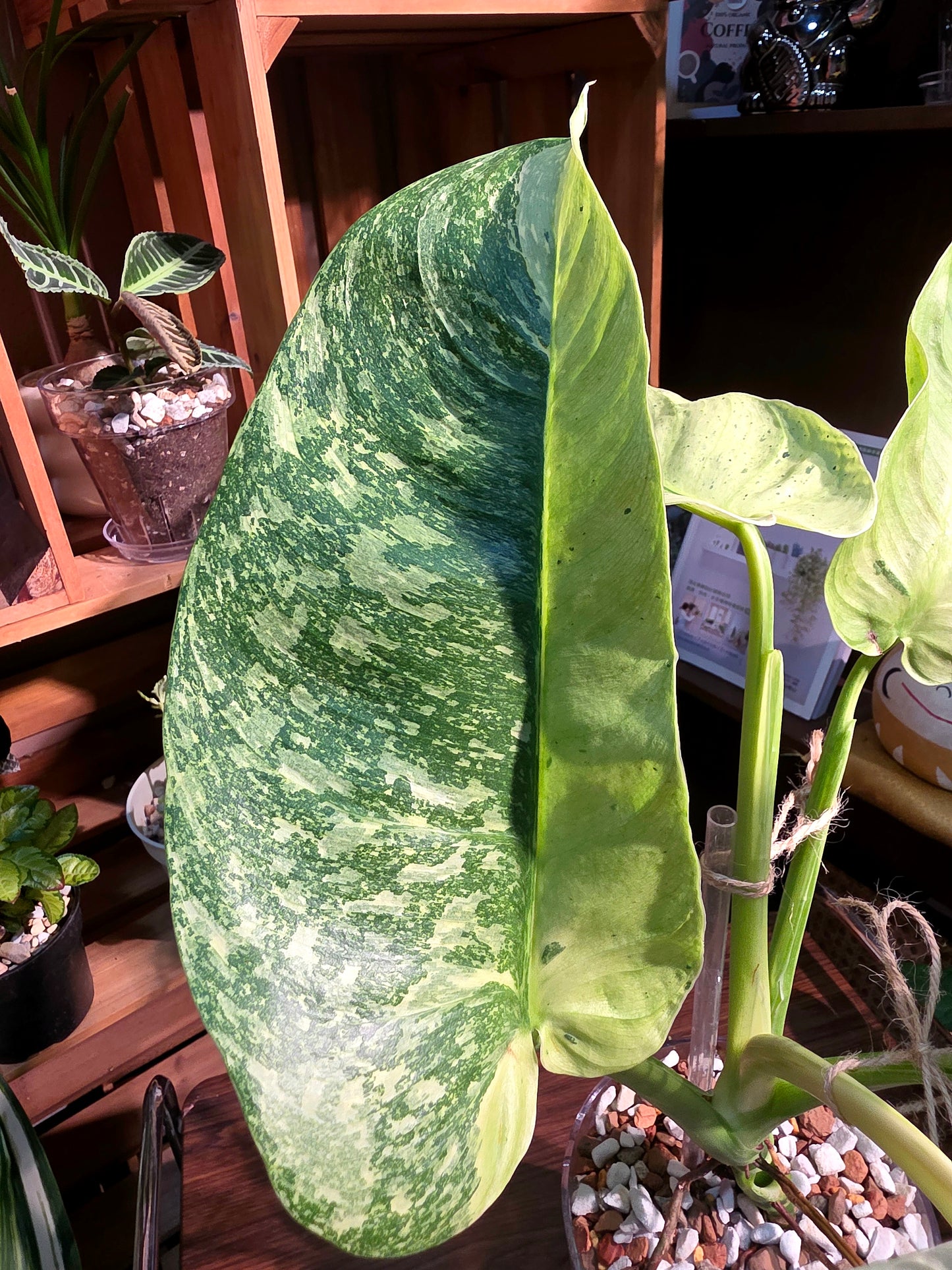 Philodendron jose buono variegated 布諾蔓綠絨