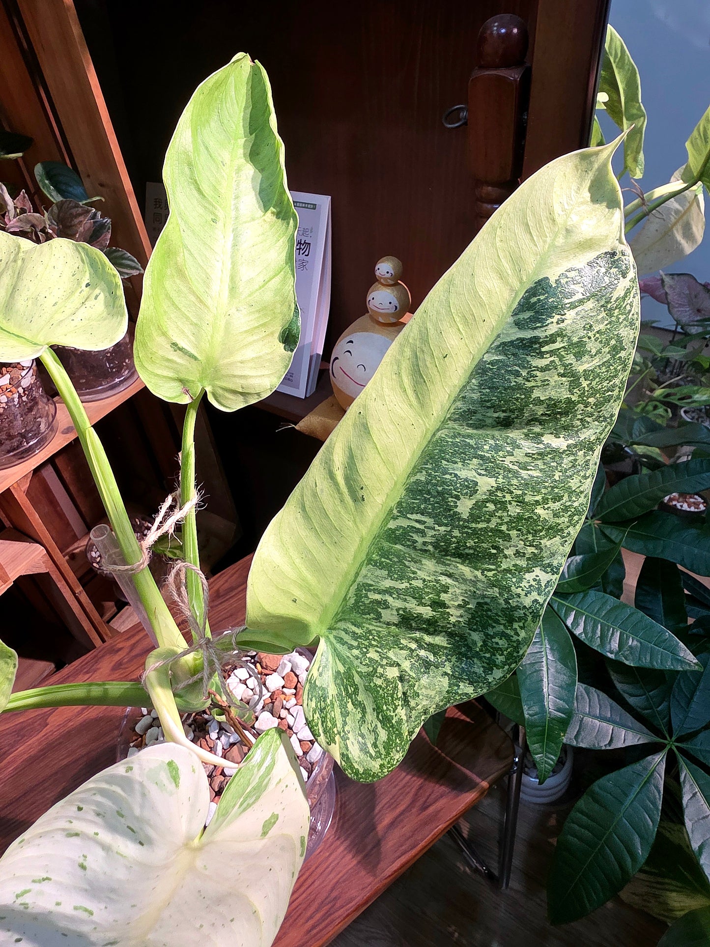 Philodendron jose buono variegated 布諾蔓綠絨