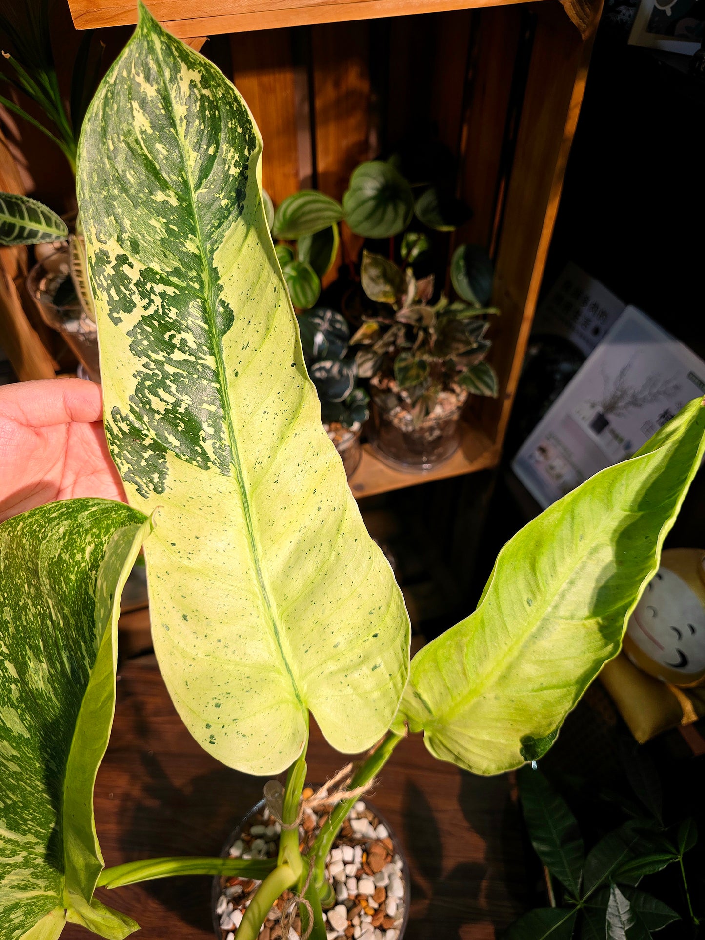 Philodendron jose buono variegated 布諾蔓綠絨