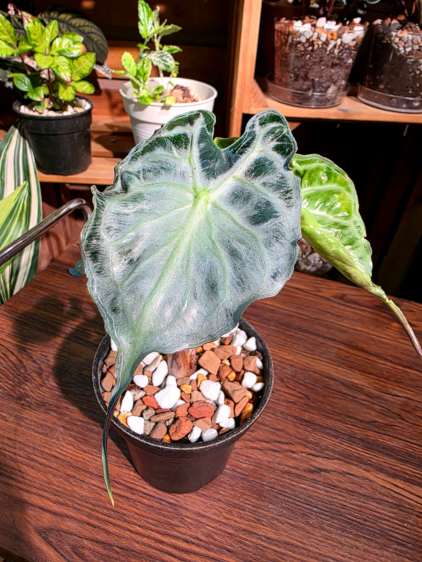 Alocasia venom 毒液海芋