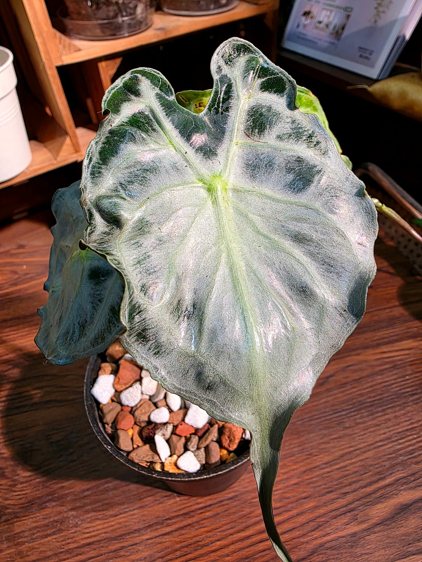 Alocasia venom 毒液海芋