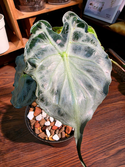 Alocasia venom 毒液海芋