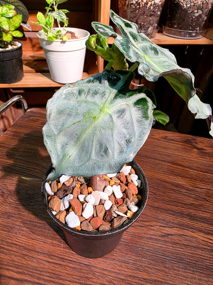 Alocasia venom 毒液海芋