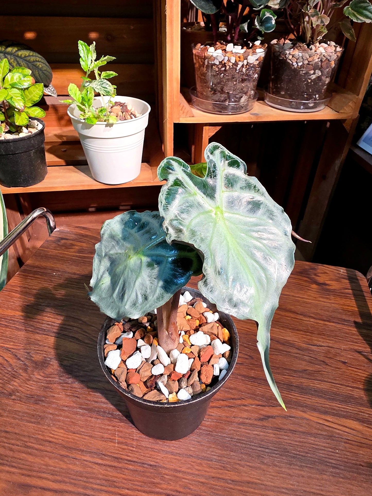 Alocasia venom 毒液海芋