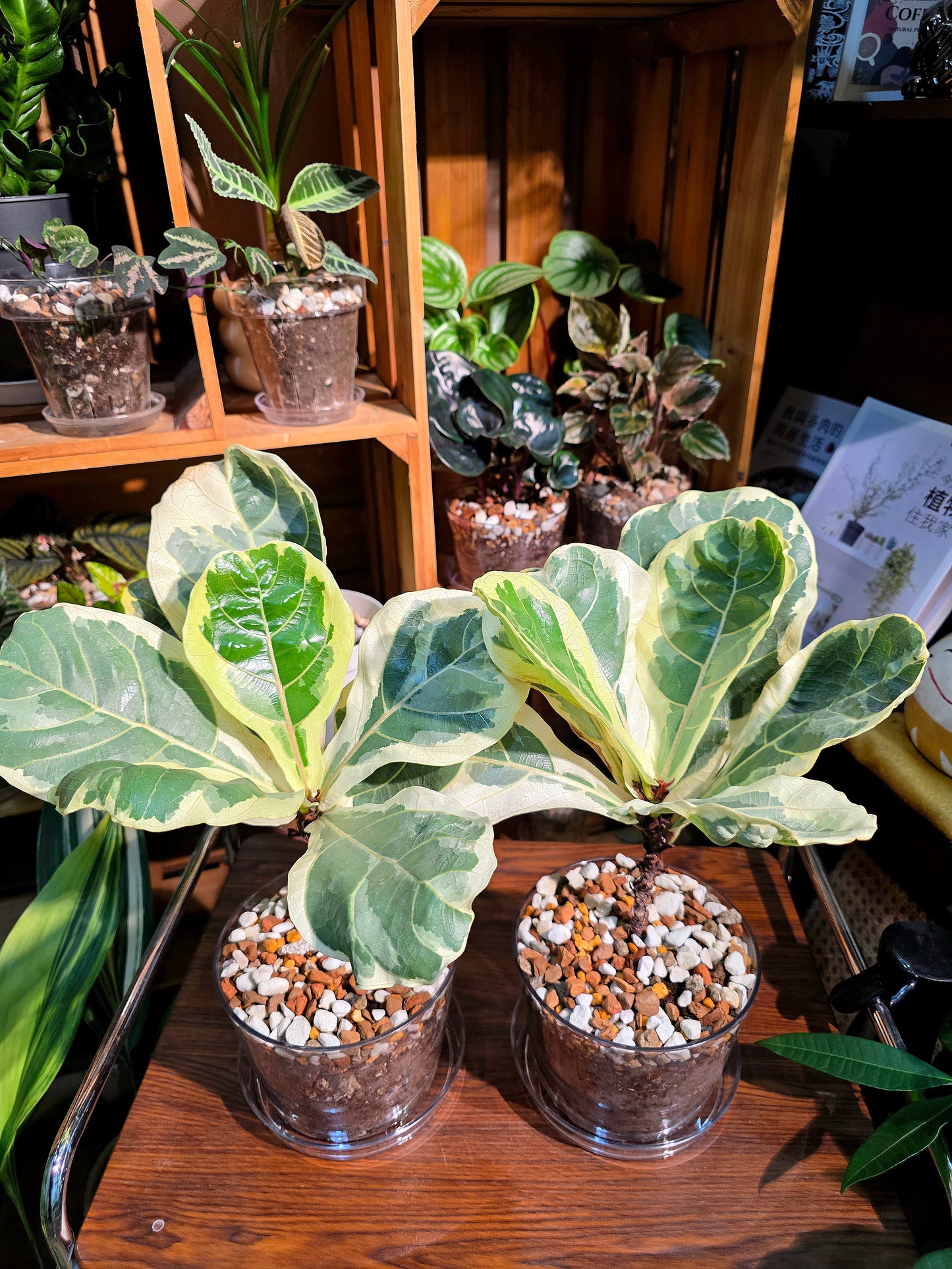 Ficus lyrata variegated 斑葉琴葉榕